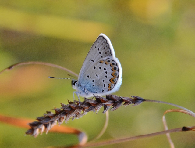 Plebejus da identificare